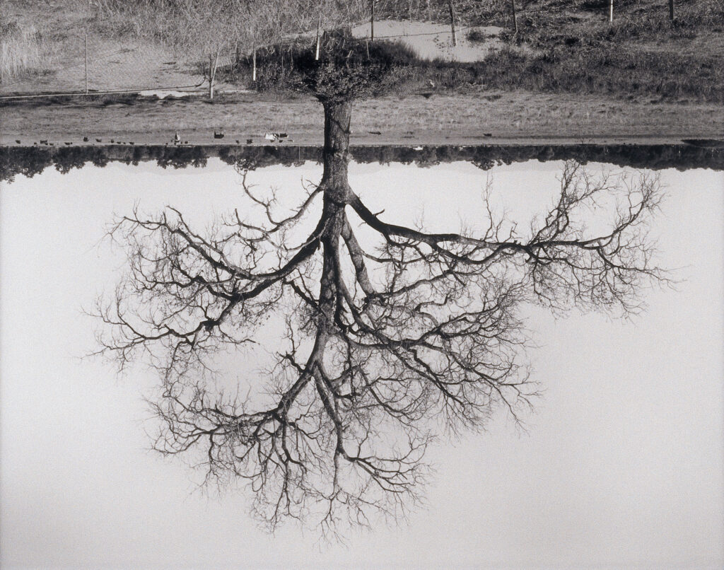 Rodney Graham Oak Trees, Red Bluff (2), 1993 - 2000